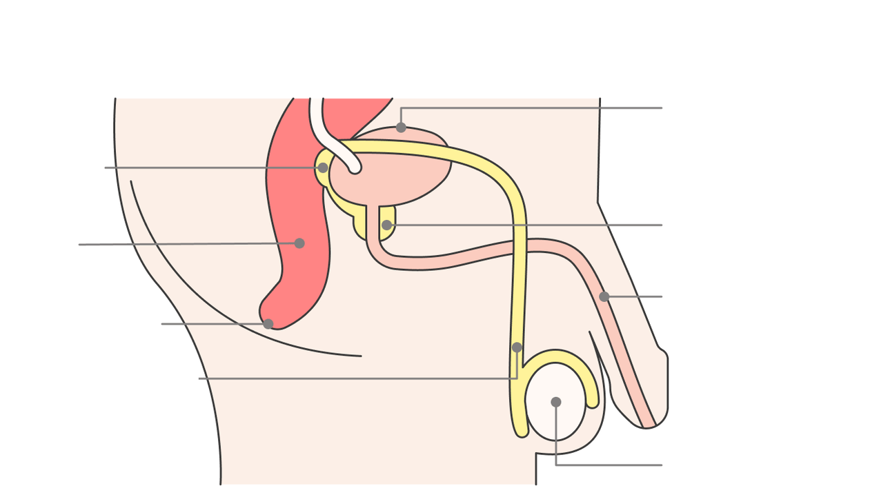 position of the prostate and its structures